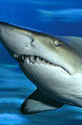 The Aquarium Of Western Australia - Hotel NSW 2