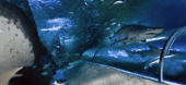 The Aquarium Of Western Australia - Hotel NSW 3