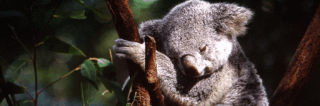 Koala And River Cruise By Mirimar Cruises - Hotel NSW 0
