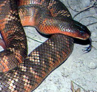Armadale Reptile  Wildlife Centre - Hotel NSW