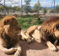 Mansfield Zoo - Hotel NSW