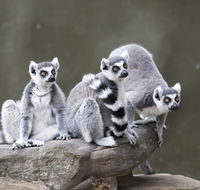 Adelaide Zoo - Hotel NSW