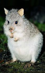 Warrawong Wildlife Park - Hotel NSW 1