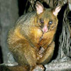 Warrawong Wildlife Park - Hotel NSW 2