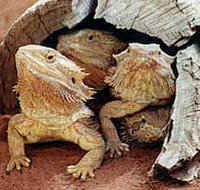 Alice Springs Reptile Centre - Hotel NSW