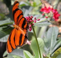 Butterfly Farm - Hotel NSW
