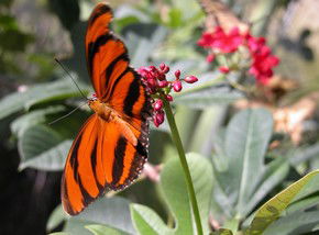 Butterfly Farm - Hotel NSW 0