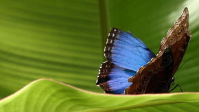 Butterfly Farm - Hotel NSW 3