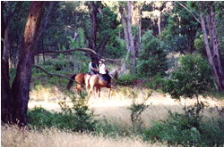 High Country Horses - Hotel NSW 1