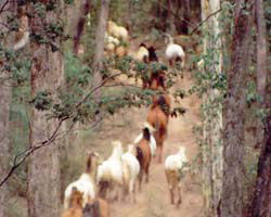 High Country Horses - Hotel NSW 2