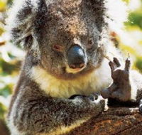 Gorge Wildlife Park - Hotel NSW