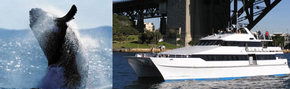 Prestige Harbour Cruises - Hotel NSW 3