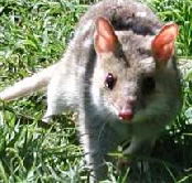 Urimbirra Wildlife Park - Hotel NSW
