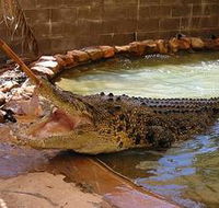 Wyndham Zoological Gardens and Crocodile Park - Hotel NSW