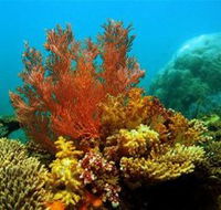 Three Islands Whale Shark Dive - Hotel NSW