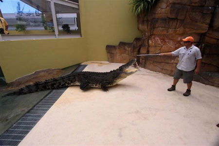 Crocosaurus Cove - Hotel NSW 2