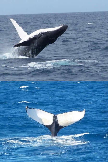 Mills Charters Fishing And Whale Watch Cruises - Hotel NSW 3