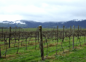 Kinloch Wines - Hotel NSW