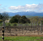 Buller View Wines - Hotel NSW