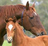 Blue Gum Farm - Hotel NSW