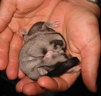 Cool Companions - Hotel NSW