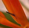 Zen Day Spa - Hotel NSW