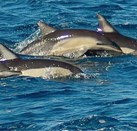 Dolphin Swim Australia