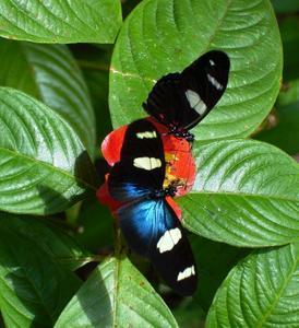 Butterfly Farm - Hotel NSW 4