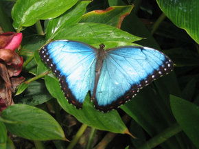 Butterfly Farm - Hotel NSW 5