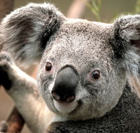 Potoroo Palace - Hotel NSW