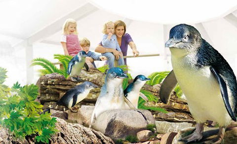 Manly SEA LIFE Sanctuary - Hotel NSW 1