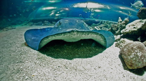 Manly SEA LIFE Sanctuary - Hotel NSW 3