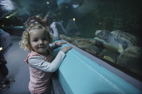 Manly SEA LIFE Sanctuary - Hotel NSW 4