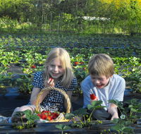 Blue Hills Berries  Cherries - Hotel NSW