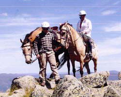 High Country Horses - Hotel NSW 3