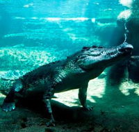 WILD LIFE Sydney Zoo - Hotel NSW