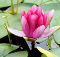 The Lotus Day Spa and Retreat - Hotel NSW