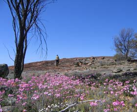 Talgomine Reserve - Hotel NSW 0