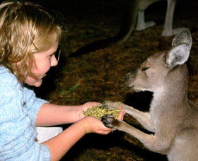 Discovery Bay's Walk On The Wild Side - Hotel NSW 0