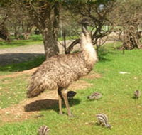 Minlaton Fauna Park - Hotel NSW