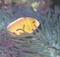 Rowley Shoals - Hotel NSW