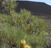 Lesueur Walk Trail Mount Lesueur - Hotel NSW