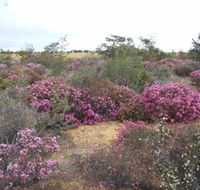 Reynoldson's Flora Reserve - Hotel NSW
