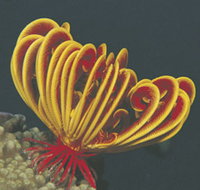 Muiron Islands - Hotel NSW