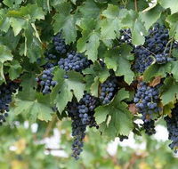 Capel Vale Wines - Hotel NSW
