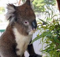 Glen-Forest Tourist Park - Hotel NSW