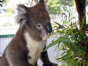 Glen-Forest Tourist Park - Hotel NSW 0