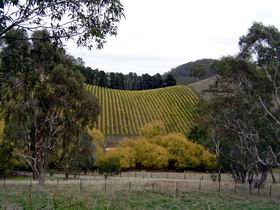 Mt Bera Vineyards - Hotel NSW 0