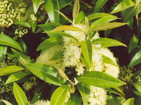 Tumbeela Native Bushfoods - Hotel NSW 0