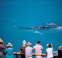 Whale Watching At Head Of Bight - Hotel NSW
